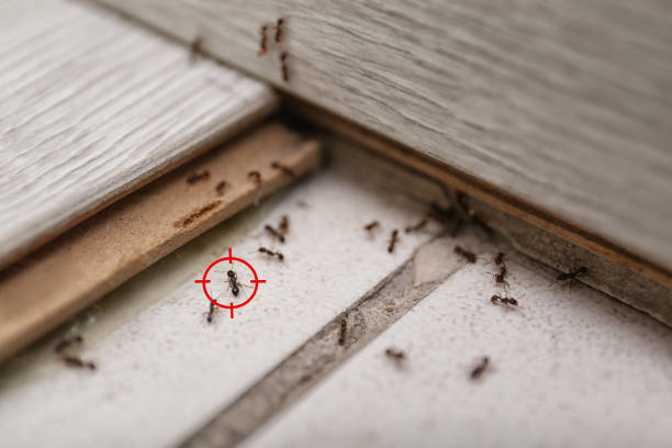 Best Pest Prevention Services  in Branson, MO