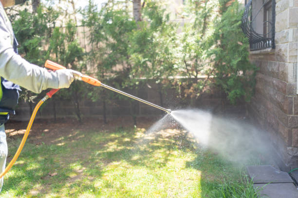 Wasp Removal Services in Branson, MO
