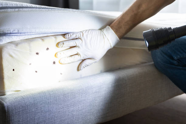 Best Pest Removal Services  in Branson, MO