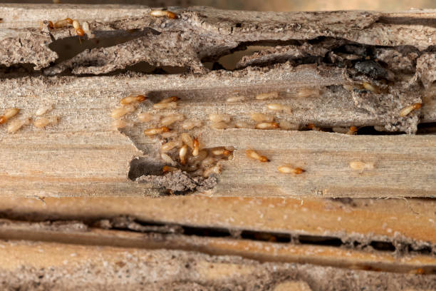 Best Emergency Pest Control  in Branson, MO